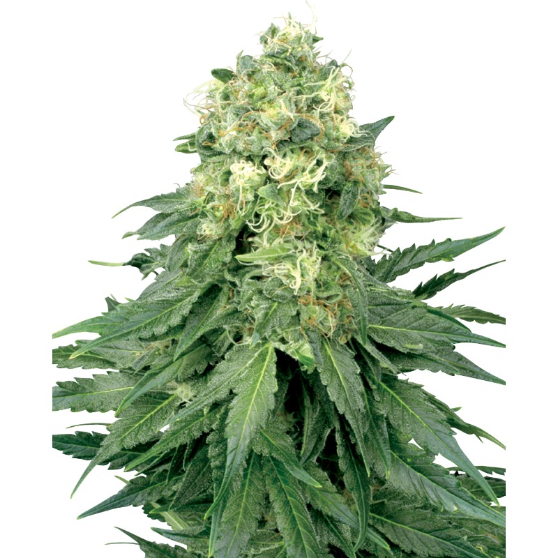 WHITE WIDOW · White Label  Seeds · kenevir tohum · Disi · Fem