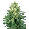 WHITE WIDOW · White Label  Seeds · kenevir tohum · Disi · Fem