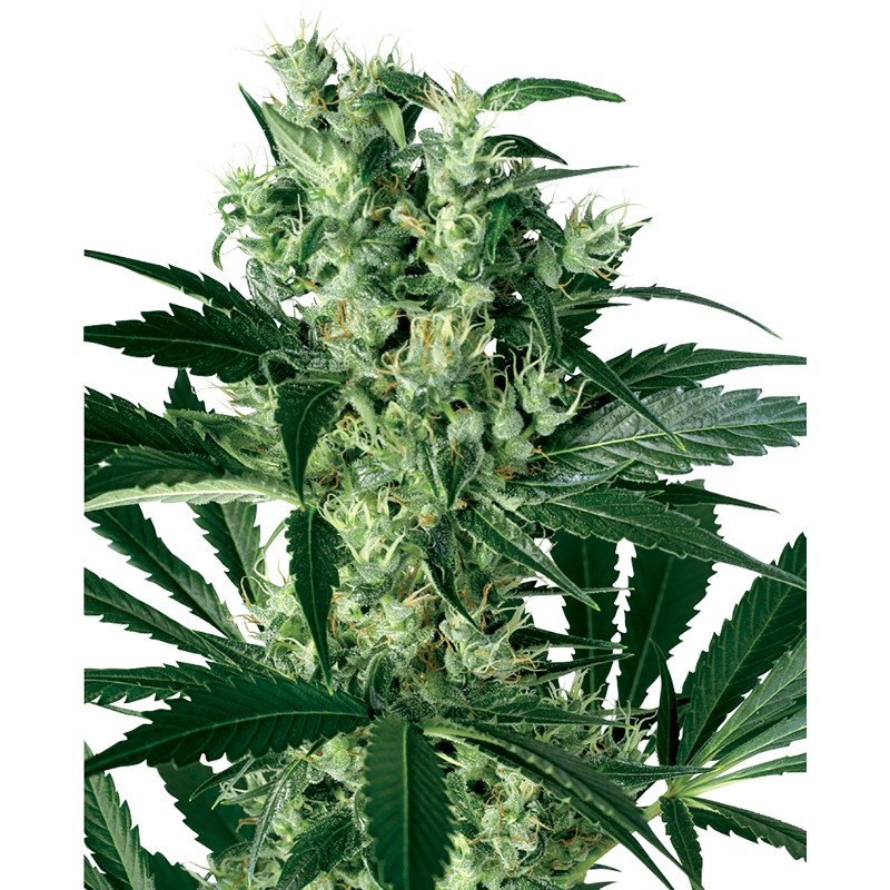 X HAZE · White Label Seeds · kenevir tohum · Disi · Fem