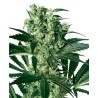 X HAZE · White Label  Seeds · cannabis seeds · Fem