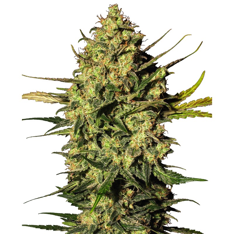 MASTER KUSH AUTOMATIC · White Label Seeds · cannabis seeds · AutoFem
