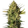 MASTER KUSH AUTOMATIC · White Label  Seeds · kenevir tohum · AutoFem