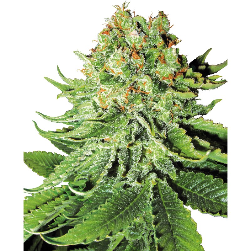 NORTHERN LIGHTS AUTO · White Label Seeds · kenevir tohum · AutoFem