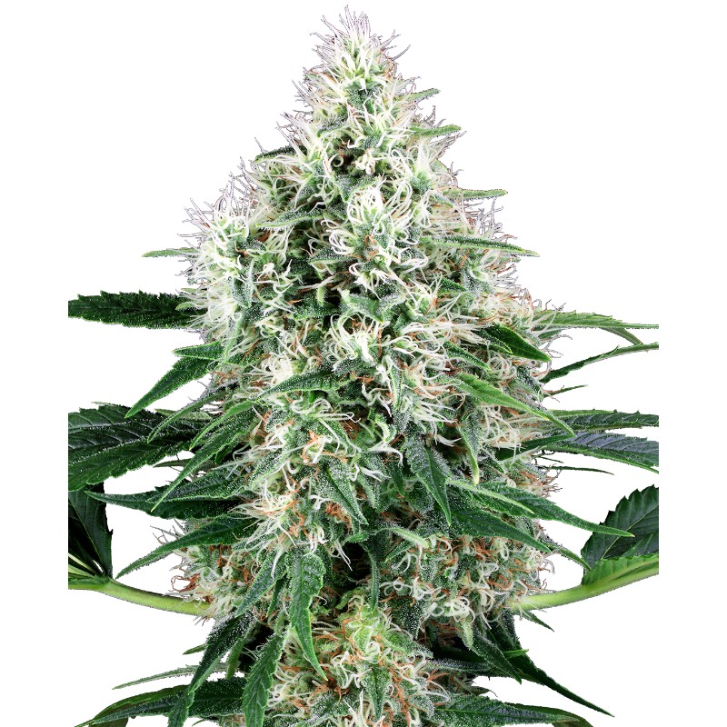 PURE POWER PLANT AUTOMATIC · White Label Seeds · kenevir tohum · AutoFem