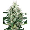 PURE POWER PLANT AUTOMATIC · White Label  Seeds · cannabis seeds · AutoFem