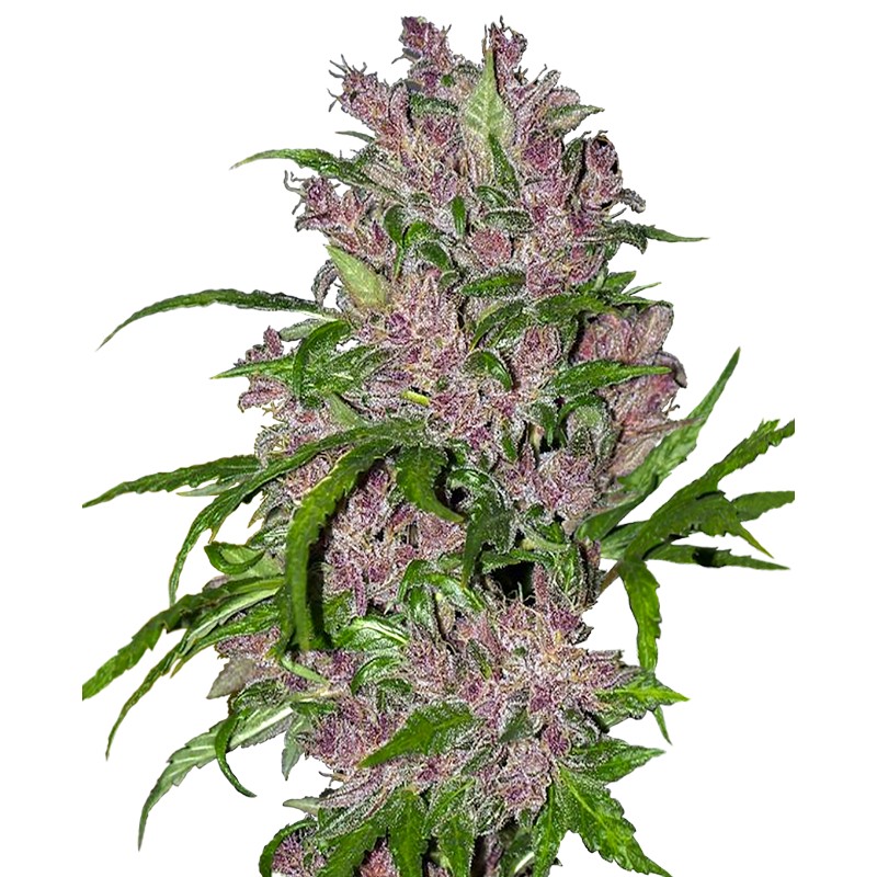 PURPLE BUD AUTOMATIC · White Label Seeds · kenevir tohum · AutoFem