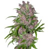 PURPLE BUD AUTOMATIC · White Label  Seeds · kenevir tohum · AutoFem
