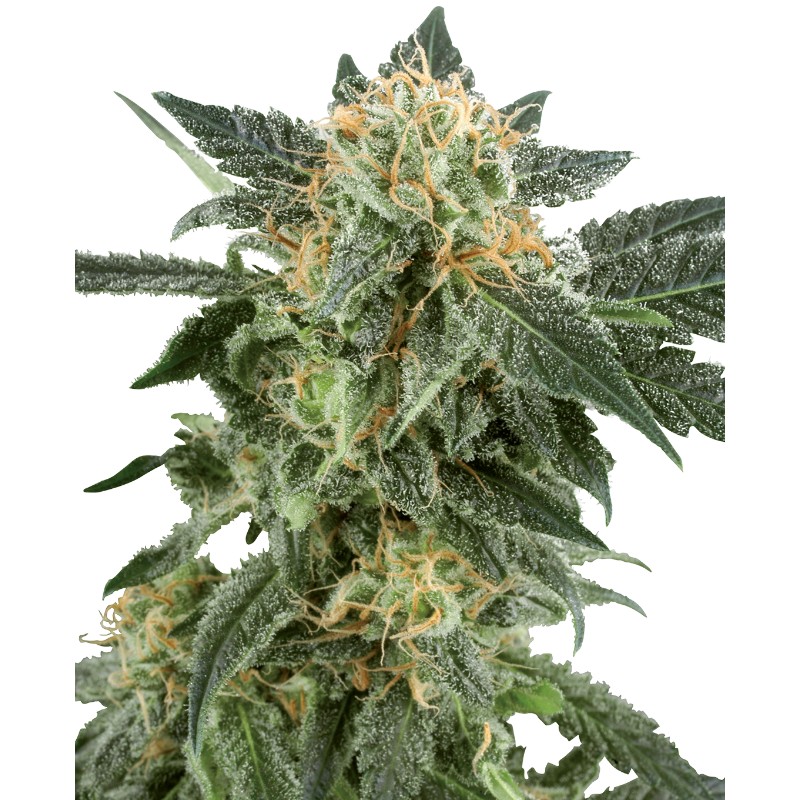 SNOW RYDER · White Label  Seeds · cannabis seeds · AutoFem