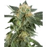SNOW RYDER · White Label  Seeds · cannabis seeds · AutoFem