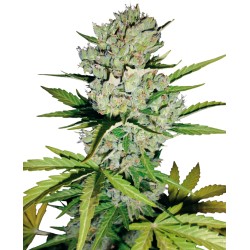 SUPER SKUNK AUTOMATIC ·...
