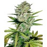SUPER SKUNK AUTOMATIC · White Label  Seeds · kenevir tohum · AutoFem