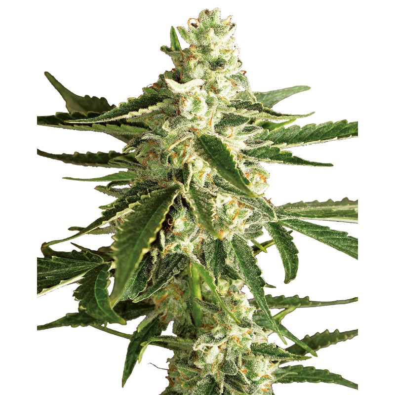 WHITE DIESEL HAZE AUTO · White Label Seeds · kenevir tohum · AutoFem
