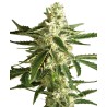 WHITE DIESEL HAZE AUTO · White Label  Seeds · kenevir tohum · AutoFem