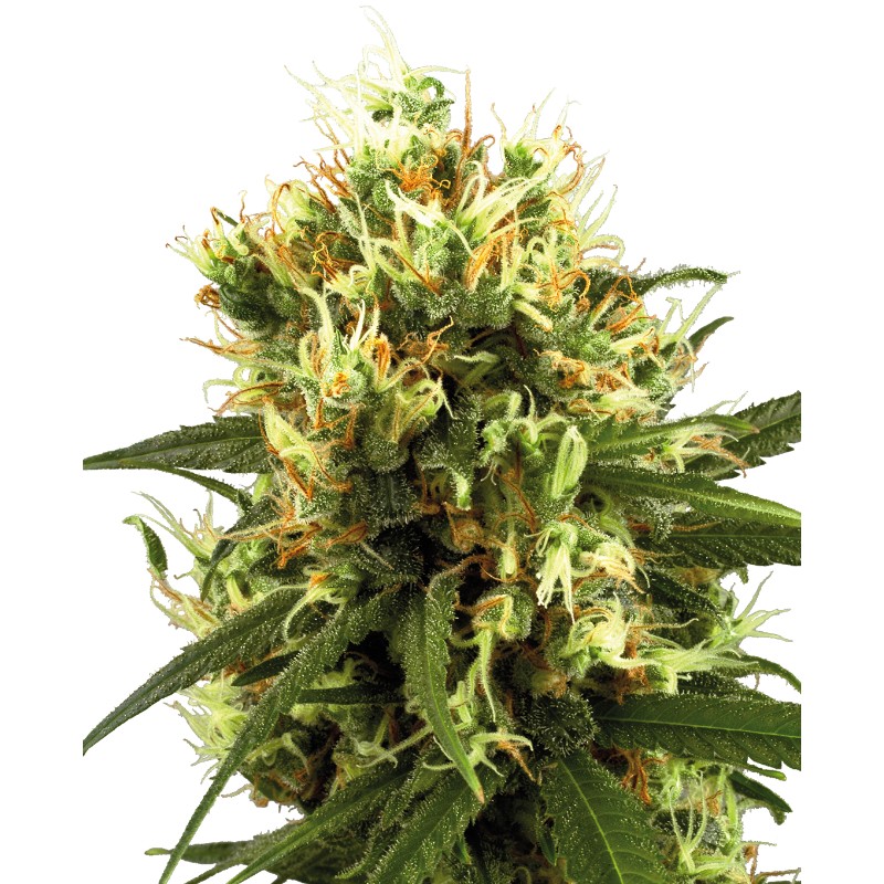 WHITE HAZE AUTOMATIC · White Label Seeds · kenevir tohum · AutoFem