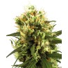 WHITE HAZE AUTOMATIC · White Label  Seeds · kenevir tohum · AutoFem