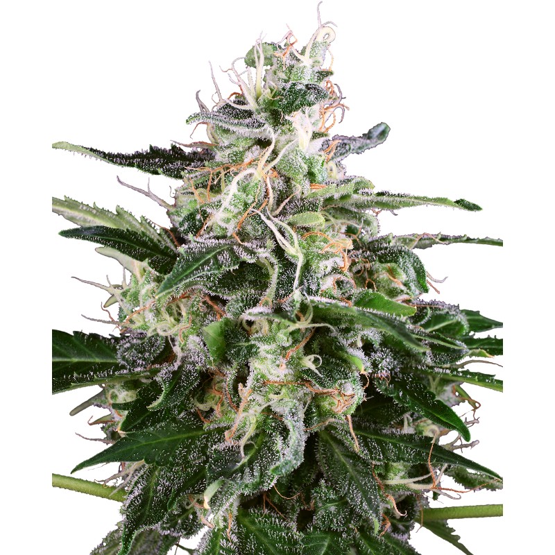 WHITE SKUNK AUTOMATIC · White Label Seeds · cannabis seeds · AutoFem
