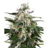 WHITE SKUNK AUTOMATIC · White Label  Seeds · kenevir tohum · AutoFem