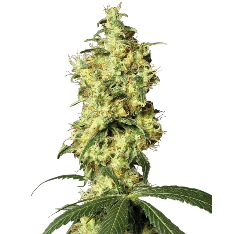 WHITE WIDOW AUTOMATIC · White Label Seeds · kenevir tohum · AutoFem