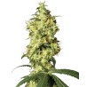 WHITE WIDOW AUTOMATIC · White Label  Seeds · kenevir tohum ·  AutoFem