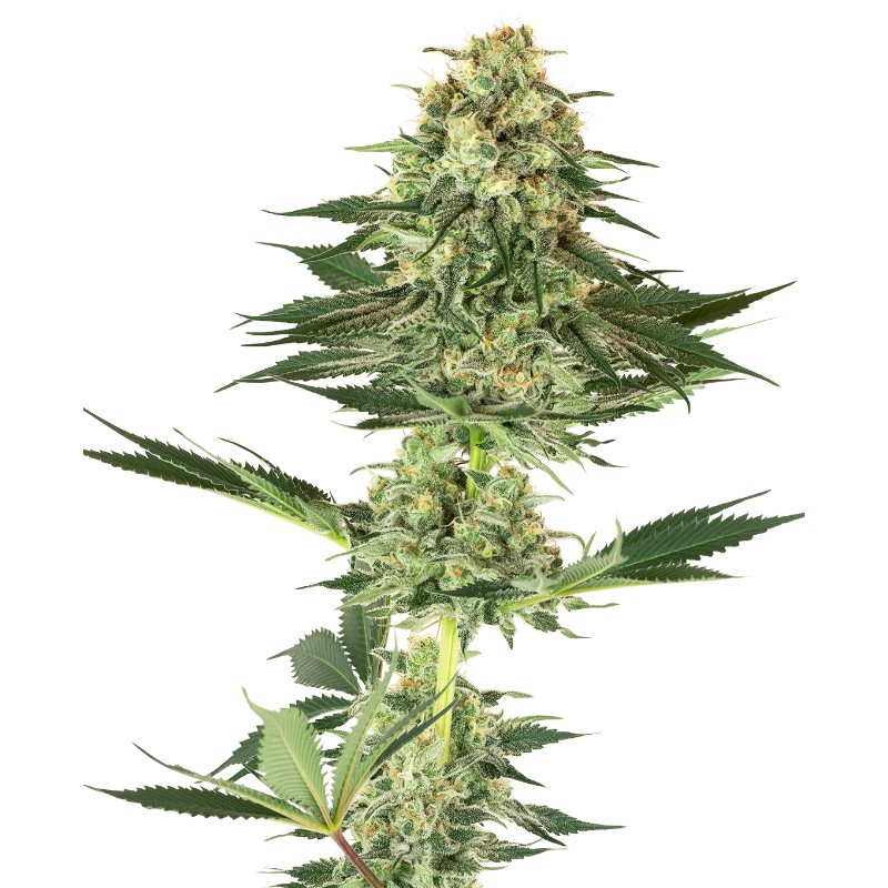 BANANA KUSH · White Label Seeds · kenevir tohum · DIsi · Fem