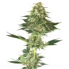 BANANA KUSH · White Label  Seeds · kenevir tohum · DIsi · Fem