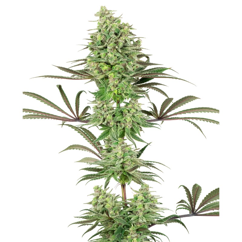 DOUBLE BANANA KUSH · White Label Seeds · kenevir tohum · DIsi · Fem