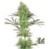 DOUBLE BANANA KUSH · White Label  Seeds · kenevir tohum · DIsi · Fem