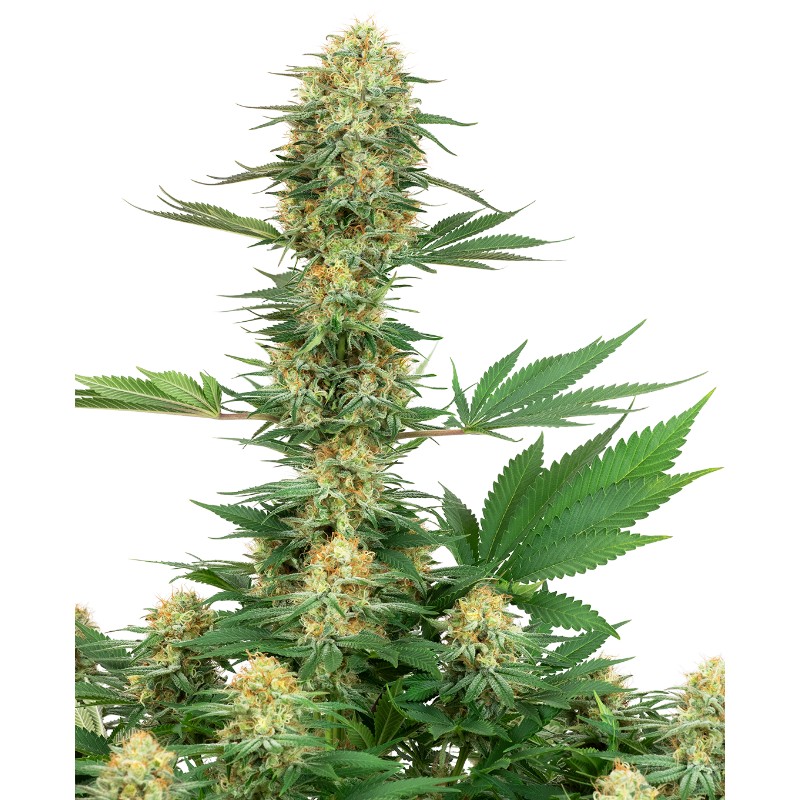 GELATO 420 · White Label Seeds · cannabis seeds · Fem