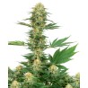 GELATO 420 · White Label  Seeds · cannabis seeds · Fem
