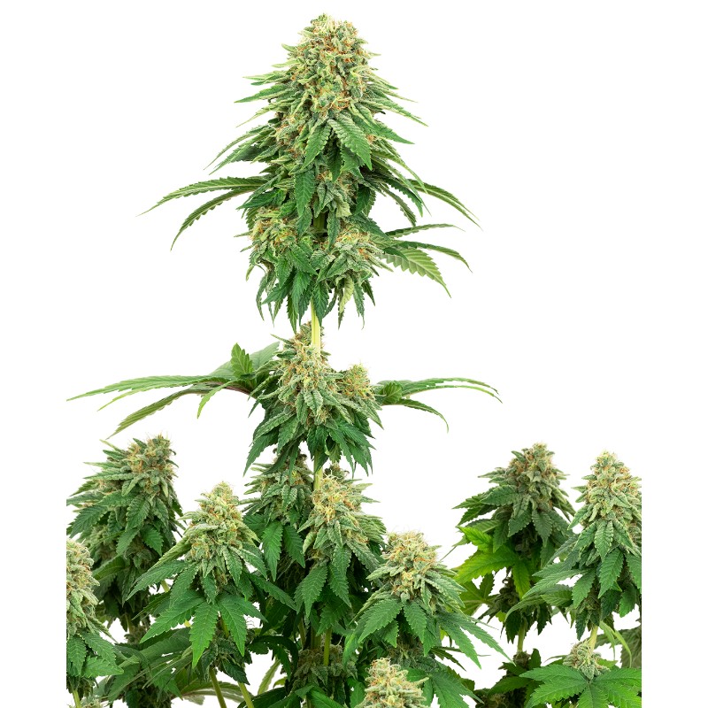 GIRL SCOUT COOKIES · White Label Seeds · kenevir tohum · DIsi · Fem