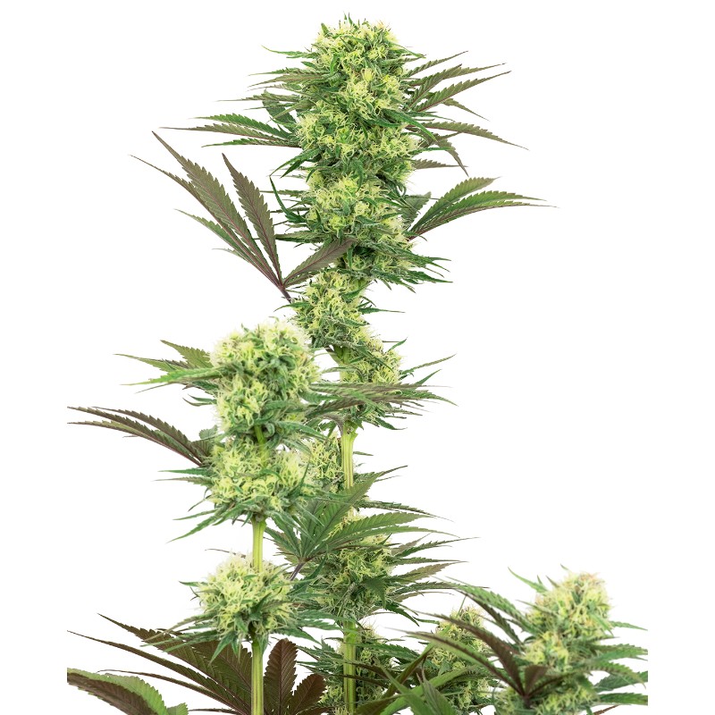 GUAVA JELLY · White Label Seeds · cannabis seeds · Fem