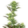 GUAVA JELLY · White Label  Seeds · kenevir tohum · DIsi · Fem