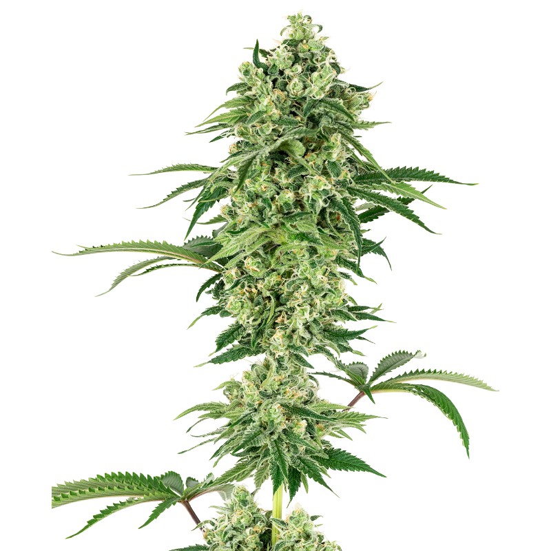 NICOLE HINDU KUSH · White Label Seeds · cannabis seeds · Fem