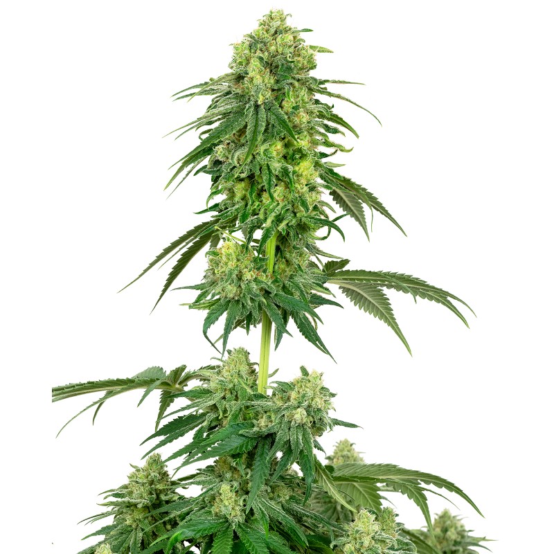 STRAWBERRY KUSH · White Label Seeds · kenevir tohum · DIsi · Fem