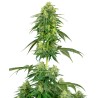 STRAWBERRY KUSH · White Label  Seeds · kenevir tohum · DIsi · Fem