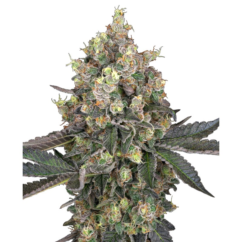 SWEET BERRY BREEZE · White Label  Seeds · cannabis seeds · Fem