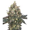 SWEET BERRY BREEZE · White Label  Seeds · cannabis seeds · Fem