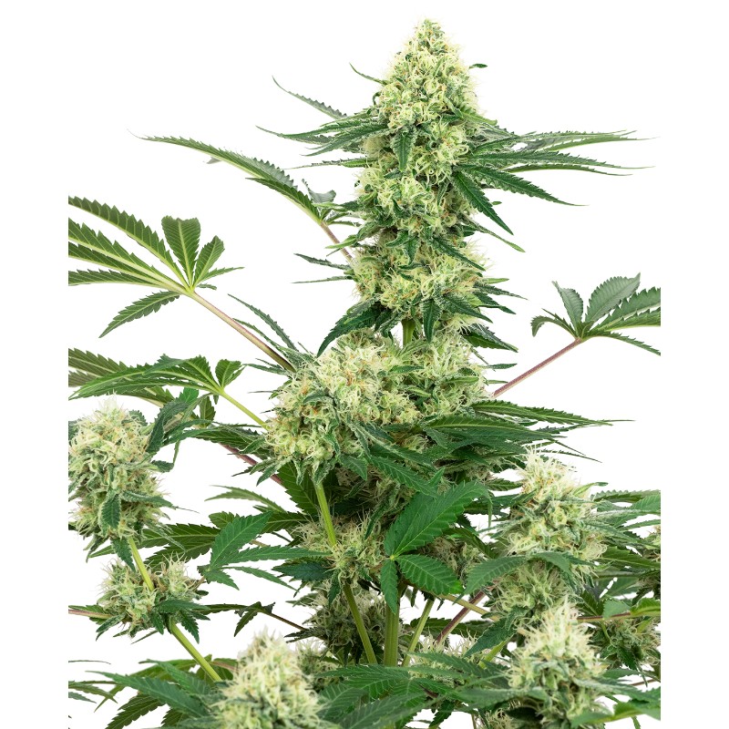 WEDDING CHEESECAKE · White Label Seeds · kenevir tohum · DIsi · Fem