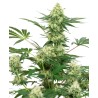 WEDDING CHEESECAKE · White Label  Seeds · cannabis seeds · Fem