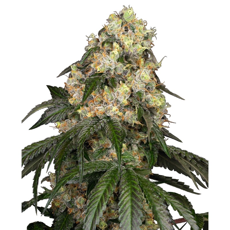 WHITE BISCOTTI OG XXL · White Label Seeds · kenevir tohum · DIsi · Fem
