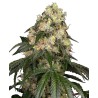WHITE BISCOTTI OG XXL · White Label  Seeds · kenevir tohum · DIsi · Fem