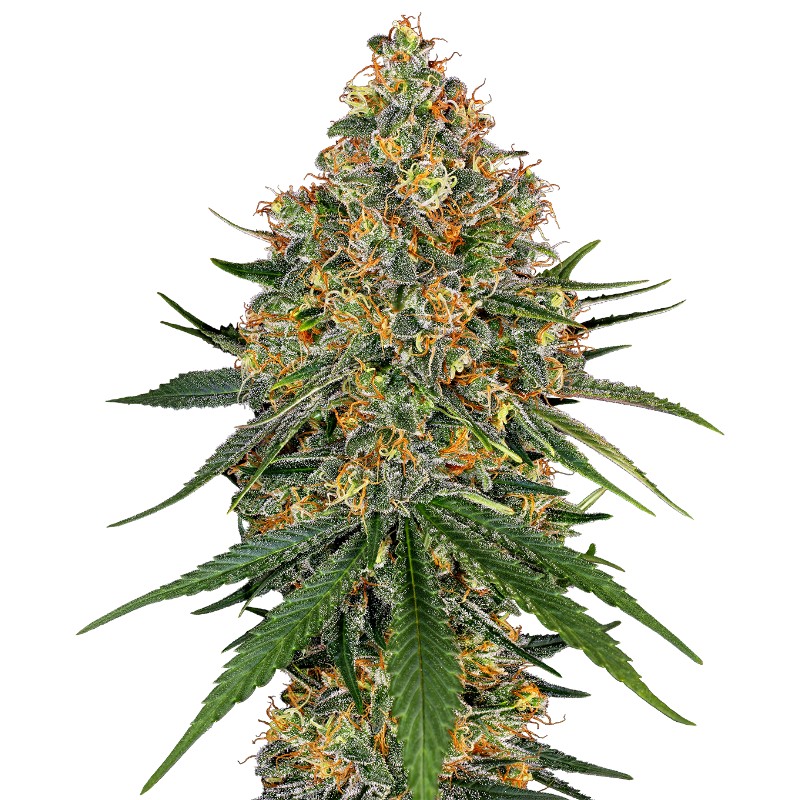 WHITE CHEESE · White Label Seeds · kenevir tohum · DIsi · Fem