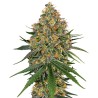 WHITE CHEESE · White Label  Seeds · kenevir tohum · DIsi · Fem