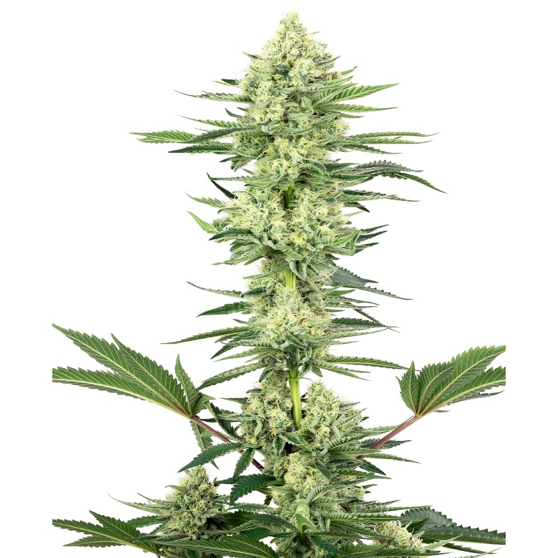 WHITE GORILLA HAZE · White Label Seeds · cannabis seeds · Fem