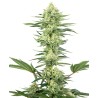 WHITE GORILLA HAZE · White Label  Seeds · cannabis seeds · Fem