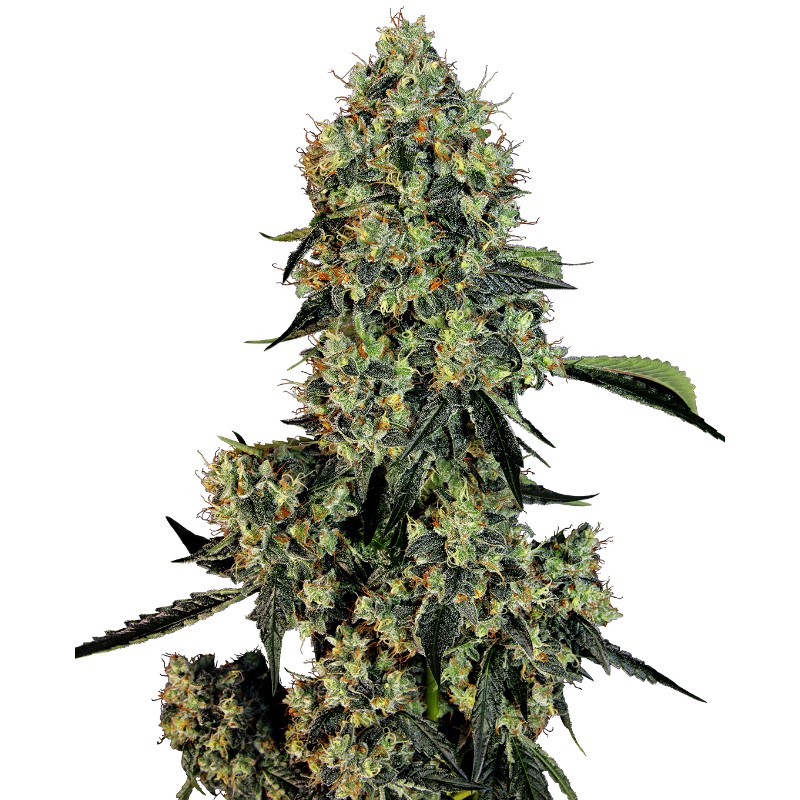 O.G KUSH · White Label Seeds · kenevir tohum · DIsi · Fem