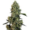 O.G KUSH · White Label  Seeds · kenevir tohum · DIsi · Fem