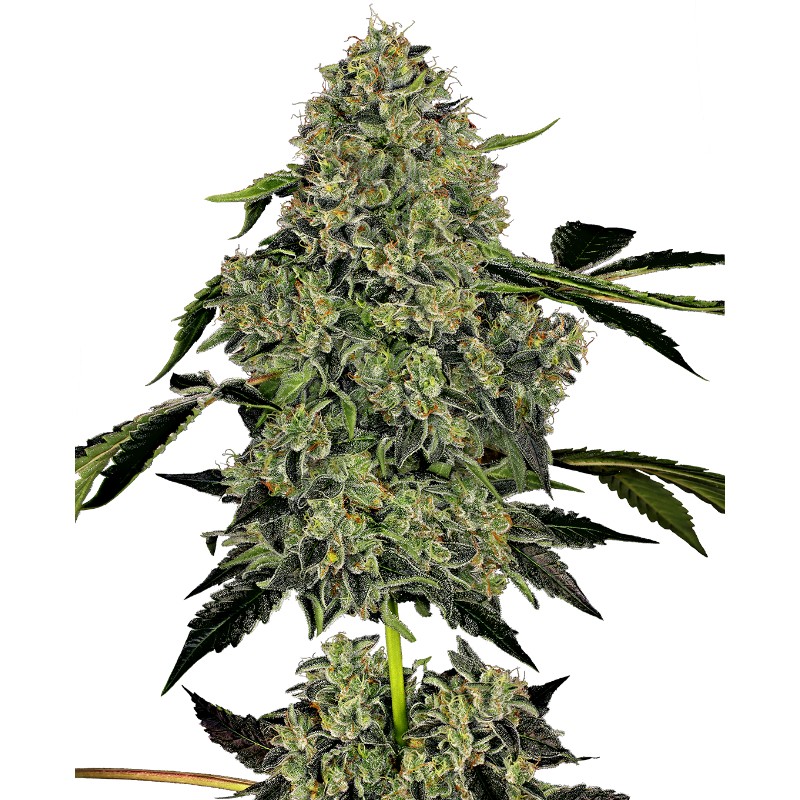 OG KUSH AUTO · White Label Seeds · kenevir tohum · DIsi · AutoFem