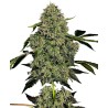 OG KUSH AUTO · White Label  Seeds · kenevir tohum · DIsi · AutoFem