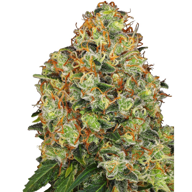 SWEET TANGERINE TANGO AUTO · White Label  Seeds · kenevir tohum · DIsi · AutoFem
